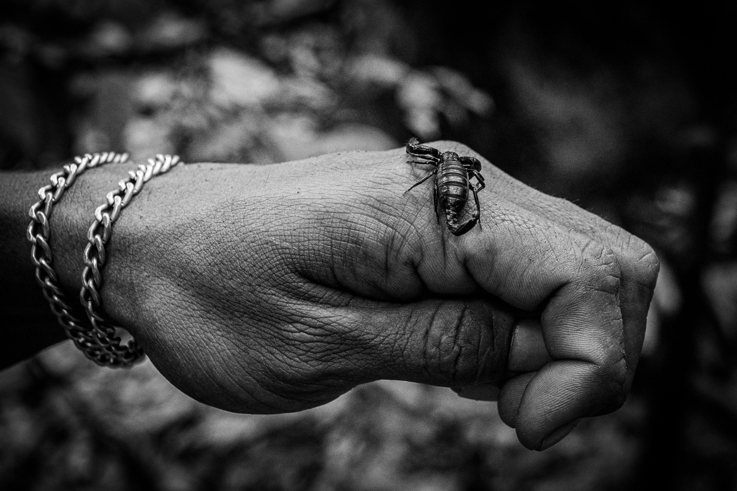 A scorpion resting on a closed hand in the rainforest